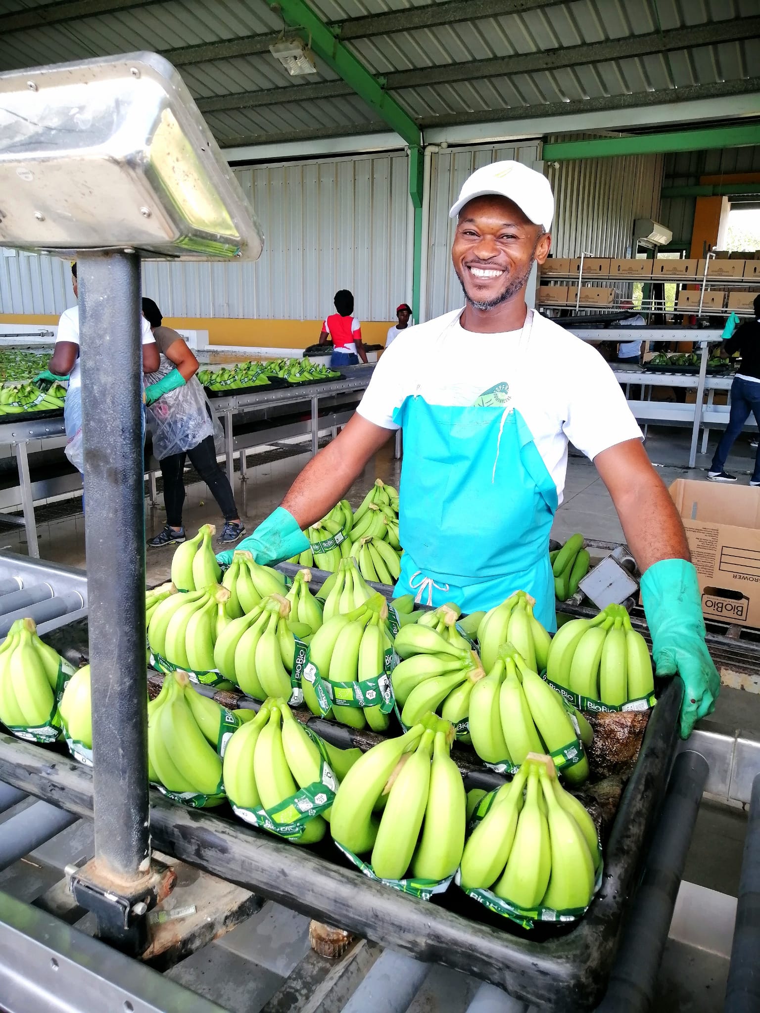 Bananas plantation worker