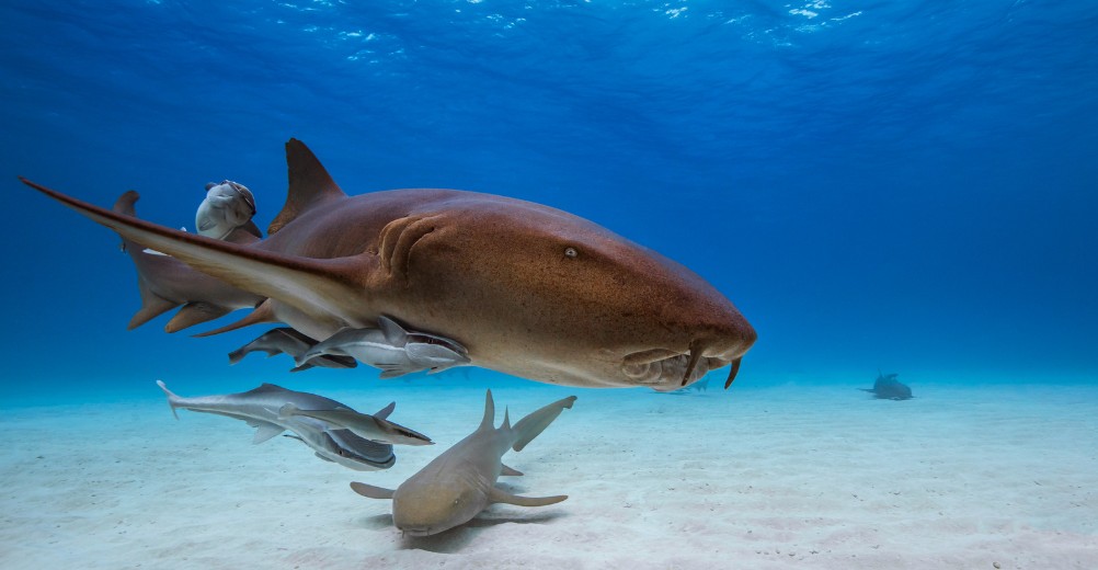 requin république dominicaine