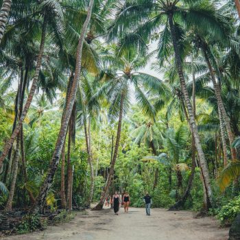 Tourists strolling under a canopy of palm trees on Saona Island