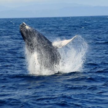 Humpback whale leaping out of the water off the coast of Samaná