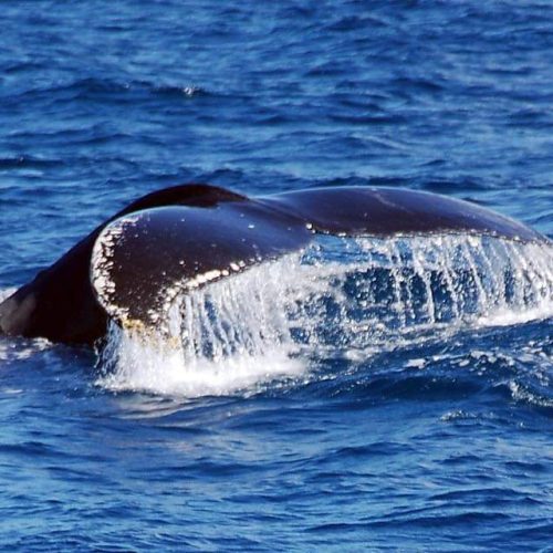 queue de baleine hors de l'eau