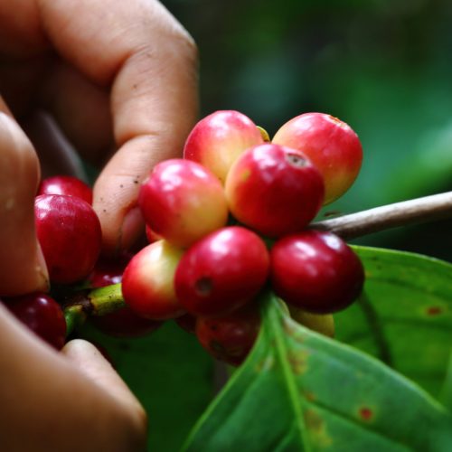 Hands with mature natural coffee beans