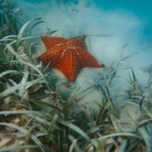 Bright orange starfish on the sea grass off the coast of Saona