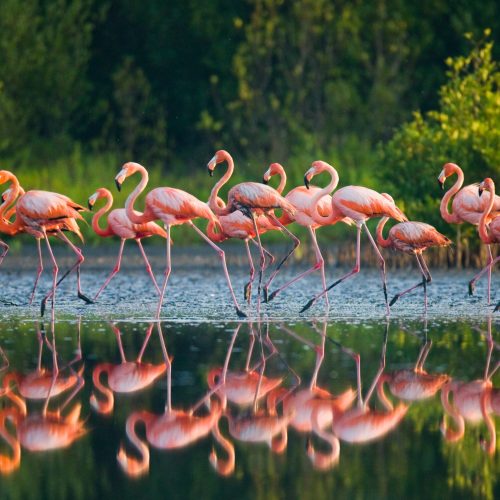 Flamant rose lac oviedo