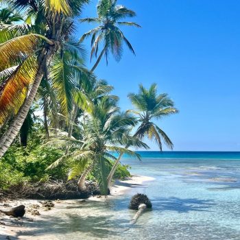 Secluded beach with palm trees and calm sea on Saona Island