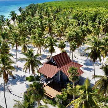 Aerial view of a dense coconut grove near the beach on Saona Island