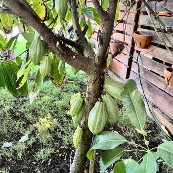 Green cocoa pods growing on a tree in the Dominican Republic