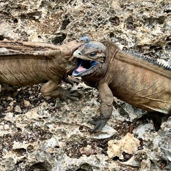 Close-up of a rhinoceros iguana resting on the rocks in an ecological reserve