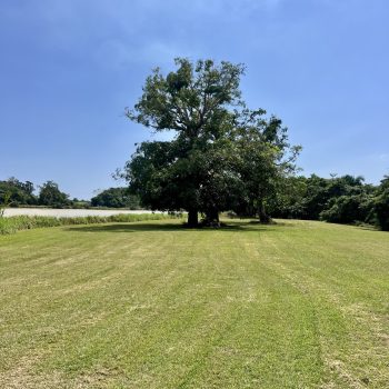 Grassy open space next to the ski lake with trees under a blue sky