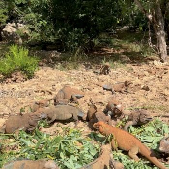 Iguanes cueva de la maravillas