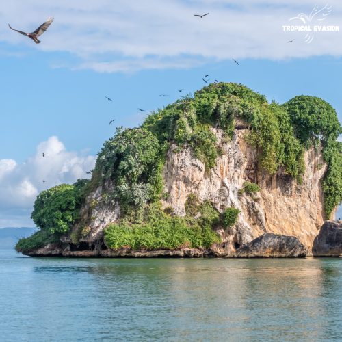 Rocher verdoyant de los haitises et un rapace survolant la baie