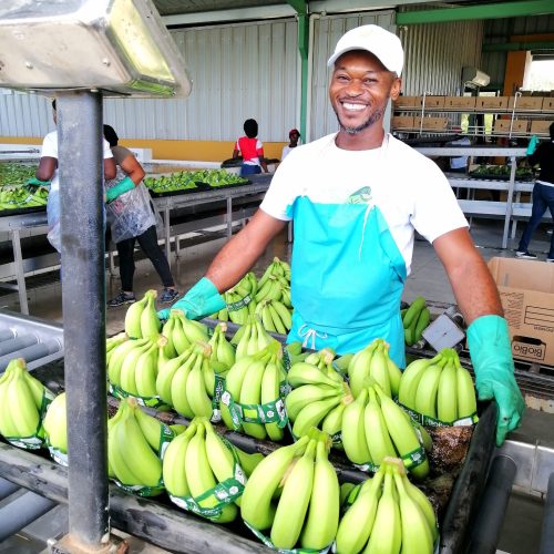 travailleur dans plantation de bananes, homme souriant
